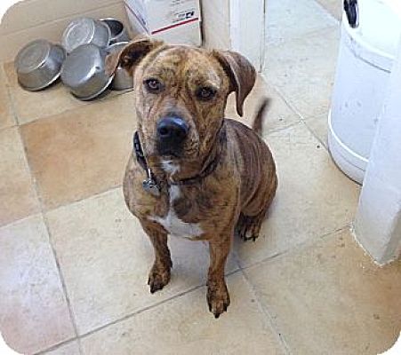 Bellflower Ca American Pit Bull Terrier Meet Chloe A Pet For