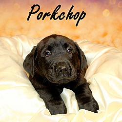 Thumbnail photo of Porkchop~adopted! #2