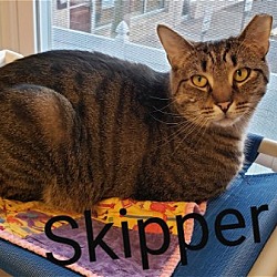 Thumbnail photo of Skipper #4