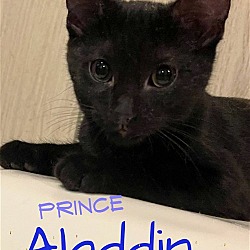 Thumbnail photo of Aladdin #4