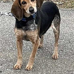 Photo of Gem: Not At the Shelter