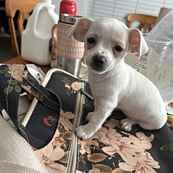 Thumbnail photo of Puppy 6 weeks old chihuahua #2