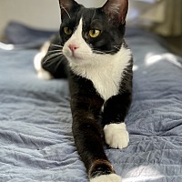 adopt a pet