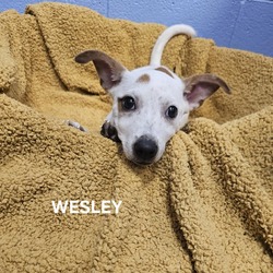 Thumbnail photo of Wesley #3