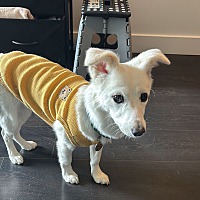adopt-pet