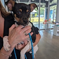 adopt a pet