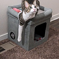 adopt a pet