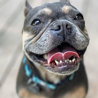 adopt a pet