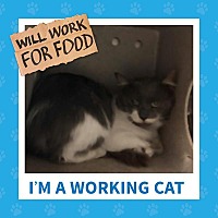 adopt-pet