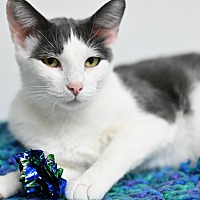 adopt a pet