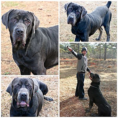 Forked River Nj Cane Corso Meet Blue A Pet For Adoption