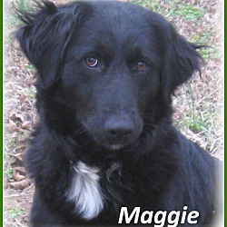 Thumbnail photo of Maggie- Adoption Pending #1