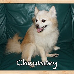 Thumbnail photo of Chauncey #2