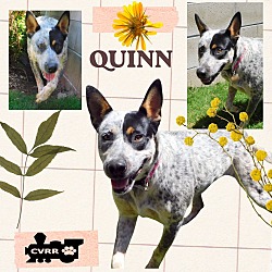 Photo of Quinn