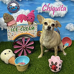 Thumbnail photo of Chiquita #3