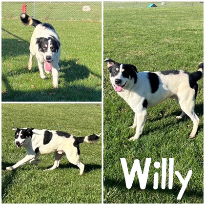 Photo of Willy
