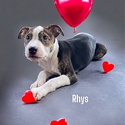 Thumbnail photo of Rhys #3