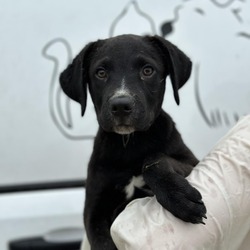 Thumbnail photo of Ernie **Off-Site Foster Home** #2