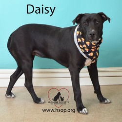 Thumbnail photo of Daisy #3