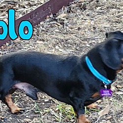 Thumbnail photo of Rolo #3