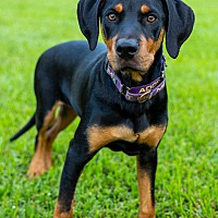adopt-pet