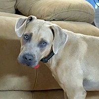 adopt a pet