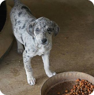 New Boston Nh Catahoula Leopard Dog Meet Blue A Pet For Adoption New Boston Nh Catahoula Leopard Dog