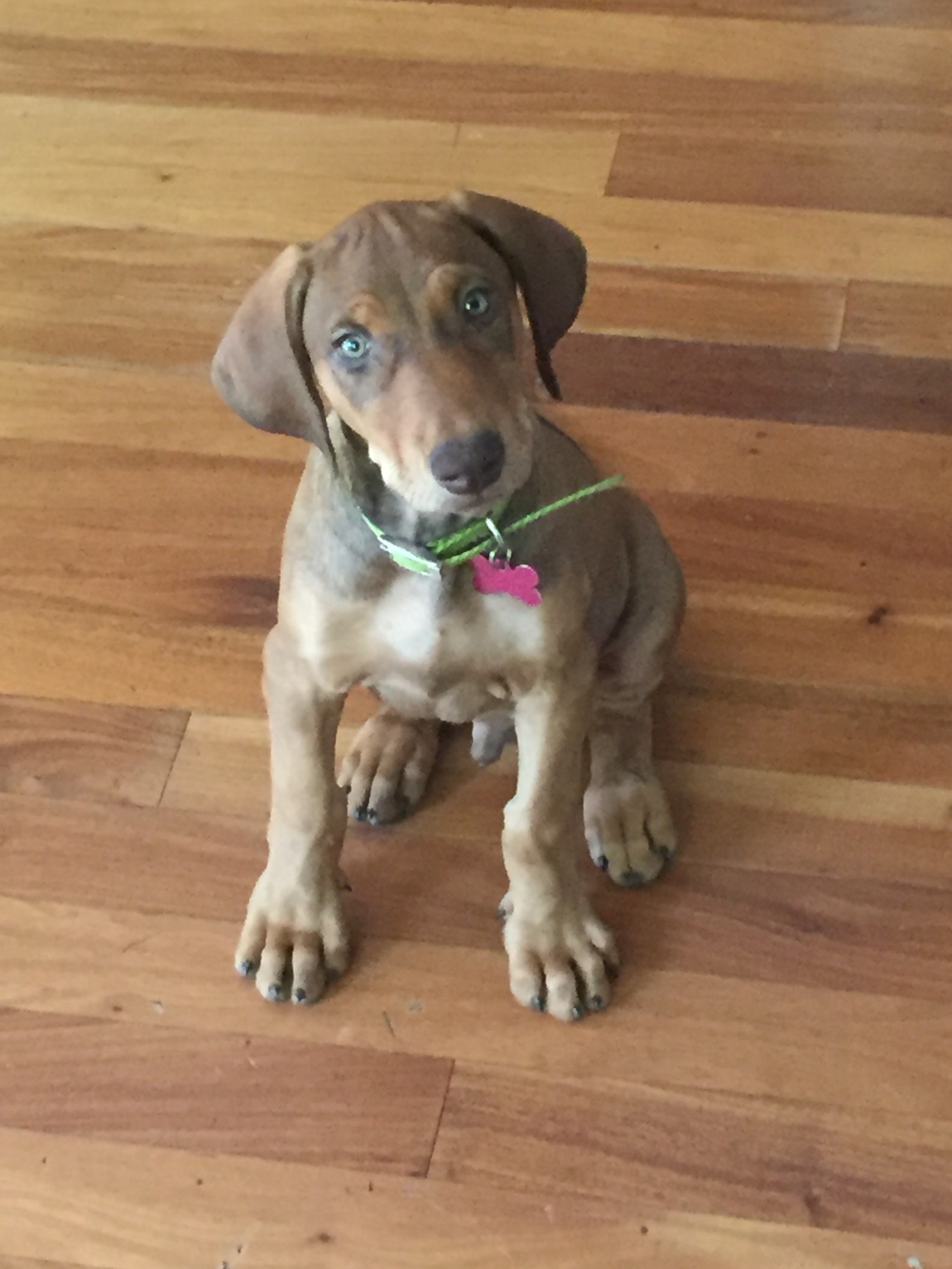 Sacramento Ca Doberman Pinscher Meet Dexter A Pet For Adoption