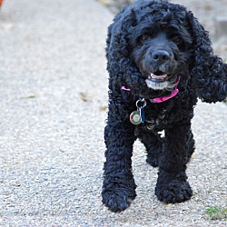 Thumbnail photo of Lucy - Courtesy Post/Adopted! #2