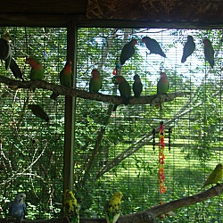 Thumbnail photo of Parakeets- (1M & 1F) #4