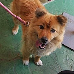 Photo of COOKIE