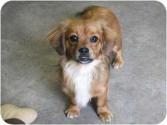 dachshund pekingese mix puppies for sale