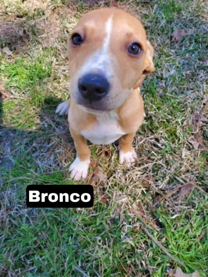 Photo of Bronco