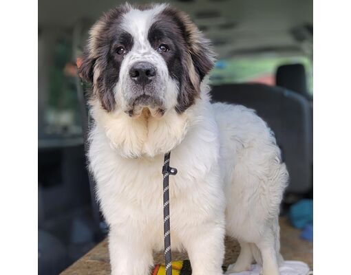 Middletown, NY - Great Pyrenees/Mixed Breed (Large). Meet Hank a Pet ...