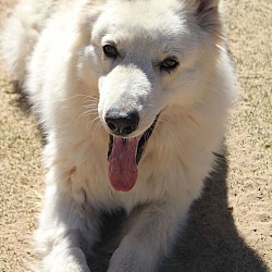 Thumbnail photo of Rocky Bonded with Snowy #3