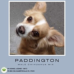 Thumbnail photo of Paddington #1