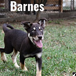 Thumbnail photo of Barnes #4