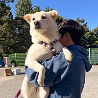 adopt a pet