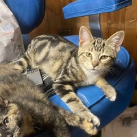 adopt-pet