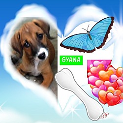 Thumbnail photo of Gyana #4