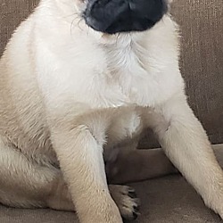 Photo of Stanley the Pug
