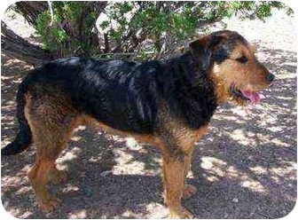 Santa Fe, NM - Airedale Terrier. Meet Magus a Pet for Adoption.