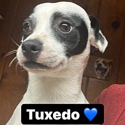 Thumbnail photo of Tuxedo #2