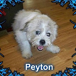 Thumbnail photo of Peyton #2