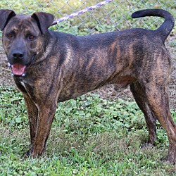 Cedartown, GA - Mastiff/Plott Hound. Meet 50804289 a Pet for Adoption ...