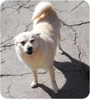 chow chow mix chihuahua