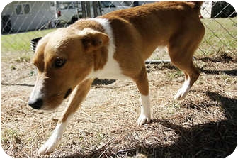 basenji collie mix