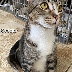 Thumbnail photo of Scooter - Center #4