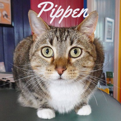Photo of Pippen