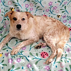 Thumbnail photo of Alona PENDING ADOPTION #2